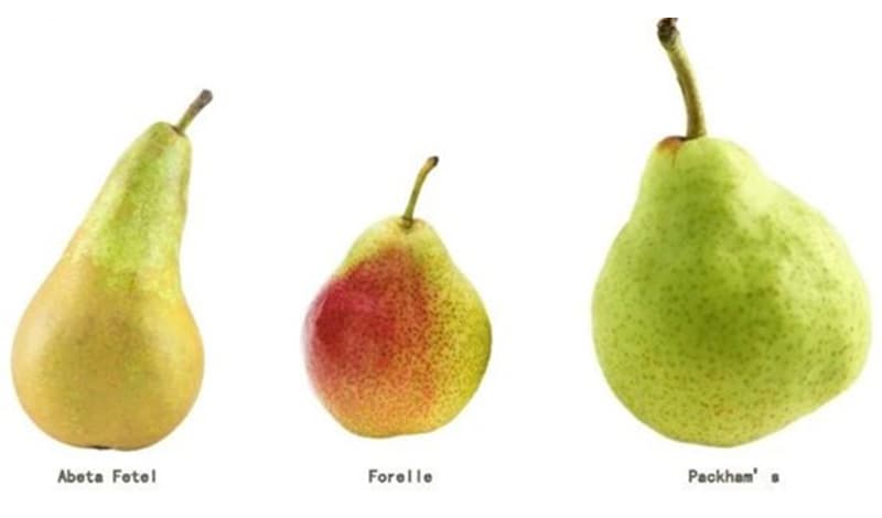 Chinese pears.jpg